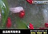 丝瓜瘦肉筒骨汤的做法