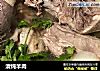 清炖羊肉的做法