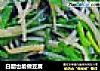 白醋也能做豆腐的做法
