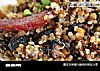 藜麦饭的做法