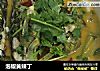 泡椒黄辣丁的做法