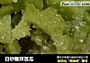 白砂糖拌苦瓜的做法