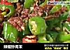 辣椒炒肉末的做法