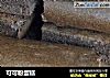 可可粉蛋糕的做法