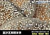 豆沙芝麻糯米饼的做法