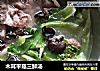 木耳平菇三鲜汤的做法