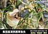 黄豆酱清蒸黑草鱼头的做法