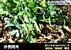 水煮肉片做法(128)的做法