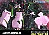 蒜蓉苋菜烩豆腐的做法