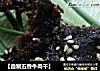 【自制五香牛肉干】的做法