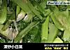 清炒小白菜的做法