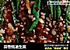 蒜香蚝油生菜的做法
