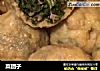 菜团子的做法