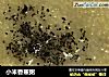 小米香蕉粥的做法