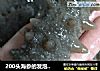 200头海参的发泡方法的做法