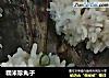 糯米珍丸子的做法