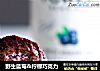 野生蓝莓＆柠檬巧克力的做法