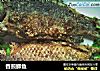 香煎鲫鱼的做法