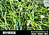 素炒豌豆苗的做法