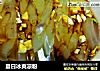夏日冰爽凉粉的做法