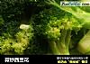 蒜炒西兰花的做法