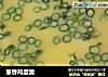 葱香鸡蛋羹的做法