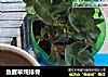 鱼腥草炖排骨的做法
