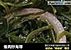 瘦肉炒海带的做法