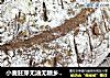 小麦胚芽无油无糖乡村面包冷藏发酵版本的做法