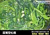 蒜茸空心菜的做法