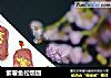 紫薯鱼松饭团的做法