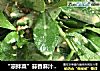 “凉拌菜”蒜香麻汁养心菜的做法