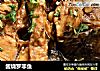 酱烧罗非鱼的做法