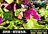 凉拌菜～紫甘蓝生菜黄瓜辣椒的做法
