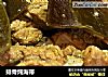 排骨炖海带的做法
