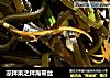 凉拌菜之拌海带丝的做法