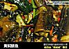 黄焖鳝鱼的做法