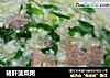 猪肝菠菜粥的做法