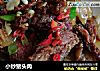 小炒猪头肉的做法