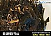 姜丝焖海带丝的做法