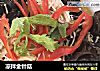 凉拌金针菇的做法