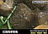 红烧海参鲍鱼的做法