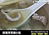鲜麦芽煲猪小肚的做法