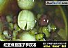 红豆绿豆莲子罗汉汤的做法