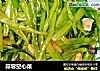 蒜蓉空心菜的做法