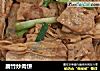 腐竹炒肉饼的做法