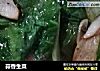 蒜香生菜的做法