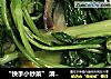 “快手小炒菜” 清炒空心菜的做法