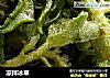 凉拌冰草的做法