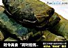 时令美食“荷叶粉蒸肉”的做法